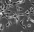 Click here to view a Time-Lapse Video of Human Neural Stem Cells